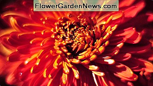 Crisantemo 'Fiammiferi'
