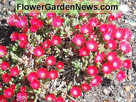 Delosperma 'Jewel of the Desert Garnet' (Ice Plant)