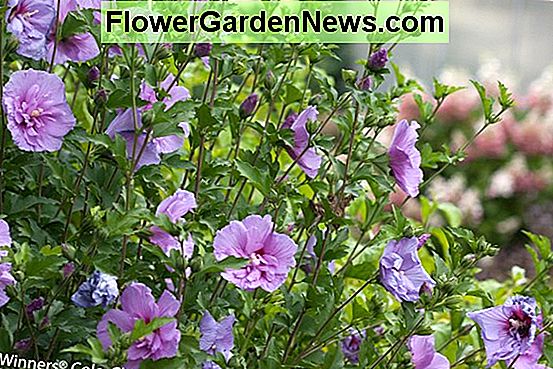 Hibiscus syriacus 'Lavender Chiffon' (Rose of Sharon)