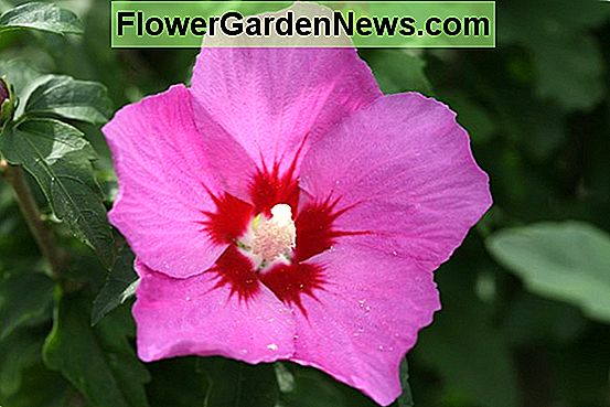 Hibiscus syriacus 'Lil' Kim Red '(Rosa di Sharon)