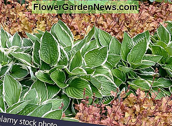 Hosta 'Francee' (fortunei) (Plantain Lily)