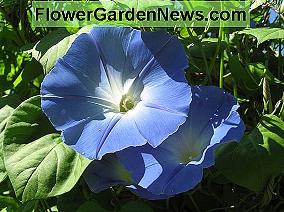 Ipomoea tricolore 'Heavenly Blue' (Morning Glory)