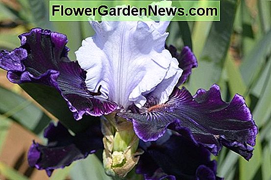 Iris 'Superstition' (Iris barbuto)