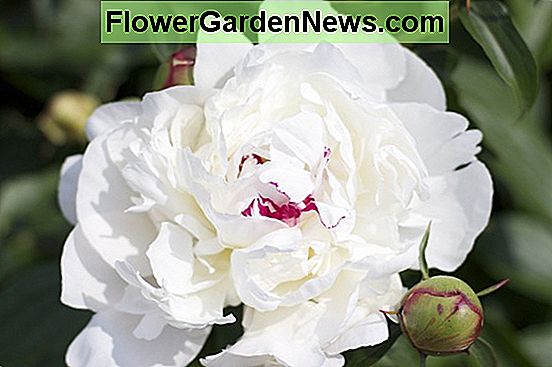 Paeonia lactiflora 'Elsa Sass' (Peonia)