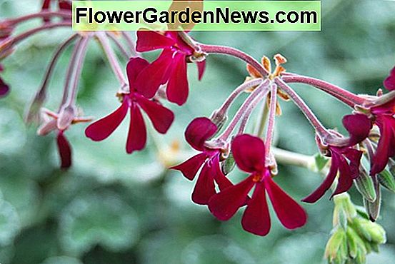 Pelargonium sidoides (Geranio africano)