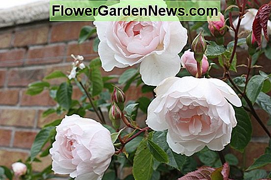 Rosa 'The Generous Gardener' (Rosa inglese)