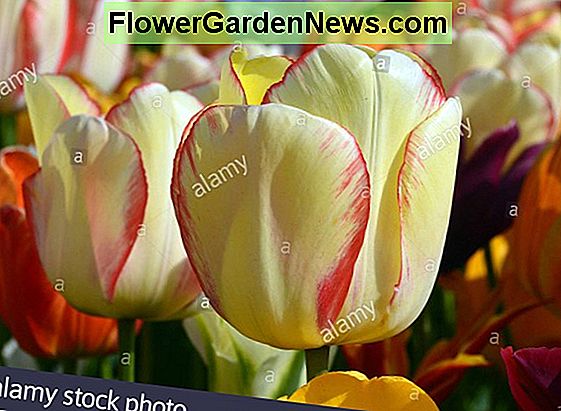 Tulipa 'Ad Rem' (Darwin Hybrid Tulip)