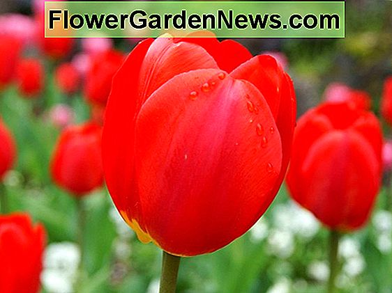 Tulipa 'Lilyrosa' (Tulipano fiorito di gigli)