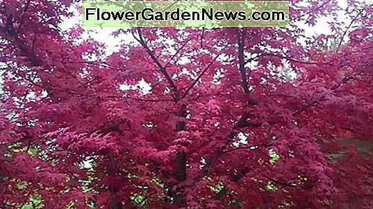 Acer palmatum 'Elegans'(일본 단풍 나무)