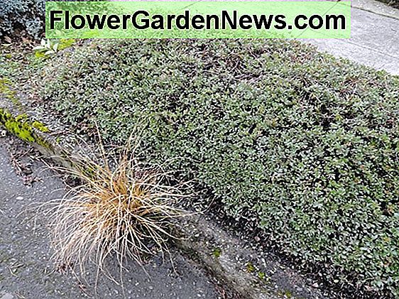 植物の種類 便利なヒント庭師と庭師 21