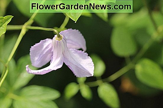 クレマチス 'バイオレットエリザベス'（初期の大きな花のクレマチス）