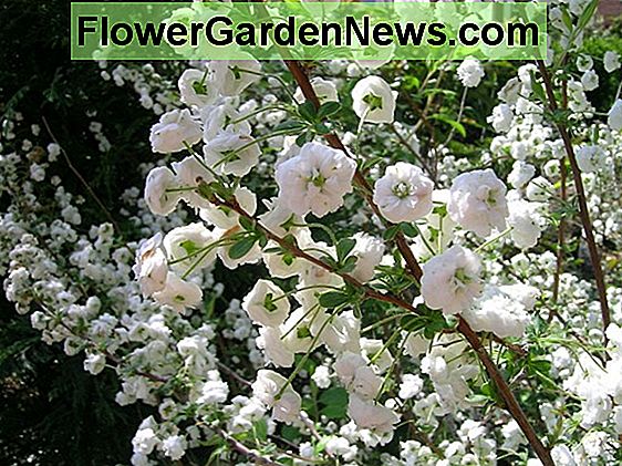 Spiraea × vanhouttei 'Băng hồng' (Vanhoutte Spirea)