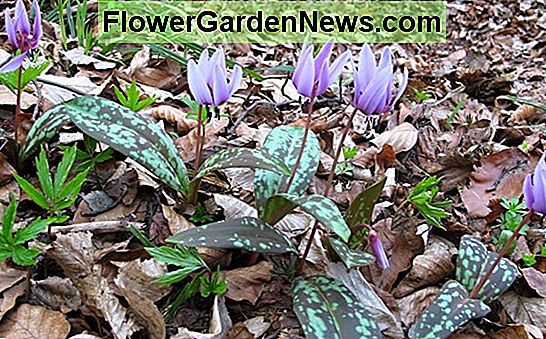 Erythronium dens-canis 'Lilac Wonder' (Dog's Tooth Violet)