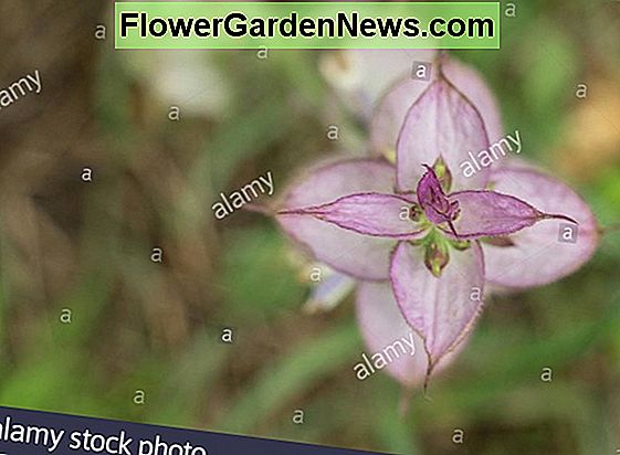 Salvia sclarea var. turkestanica (Clary Sage)