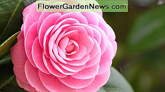 Kamelya japonica 'Elma Çiçeği'