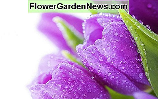 Tulipa 'Violet Beauty' (Hoa đơn muộn)