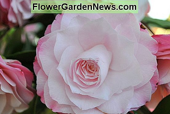 Camellia 'Mùa đông của hoa hồng'