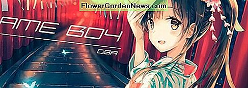 Echinacea 'Harvest Moon' (Hoa hướng dương)