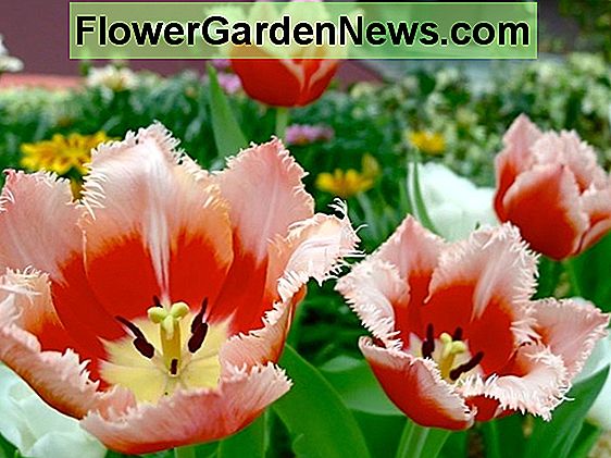 Tulipa 'Double Sugar' (Đôi hoa tulip muộn)