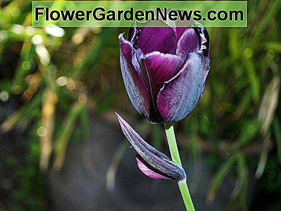 Hoa tulip 'Queensland' (Fringed Tulip)