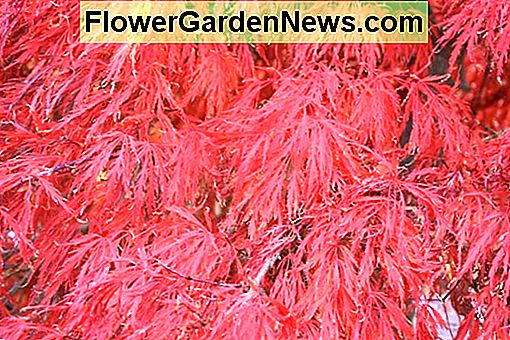 Acer palmatum 'Crimson Queen' (čipkast japanski javor)