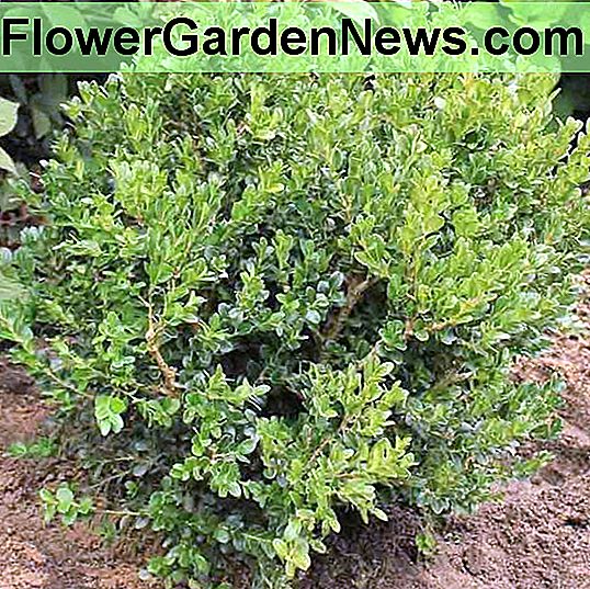 Buxus microphylla var. japonica 'Green Beauty' (giapponese bosso)