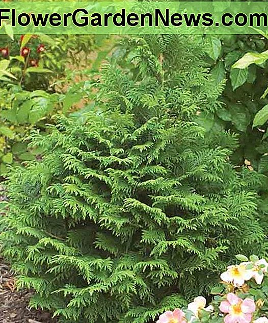 Chamawordparis pisifera 'Soft Serve' (Sawara Cypress)
