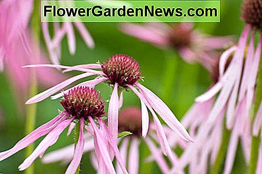 Echinacea pallida (Coneflower viola pallido)