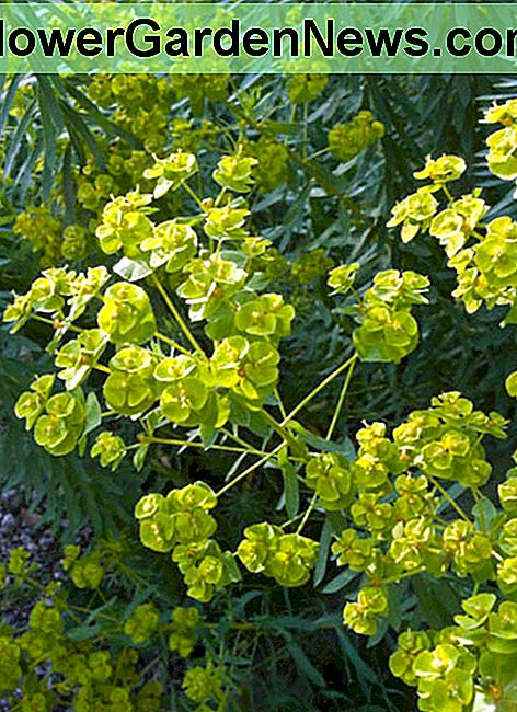 Euphorbia seguieriana subsp. niciciana (sibirski spurge)