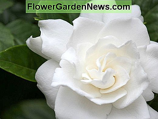 Gardenia jasminoides 'Belmont' (Mũi Jasmine)