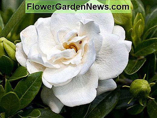 Gardenia jasminoides 'Crown Jewel' (Cape Jasmine)