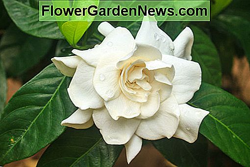 Gardenia jasminoides 'Mystery' (Cape Jasmine)