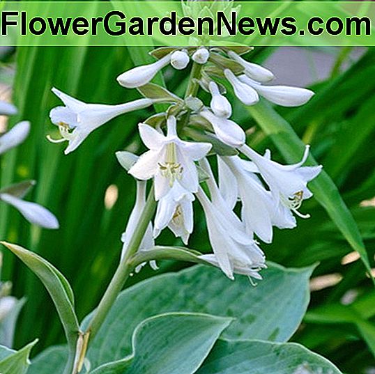 Hosta sieboldiana 'Elegans' (Plantain Lily)