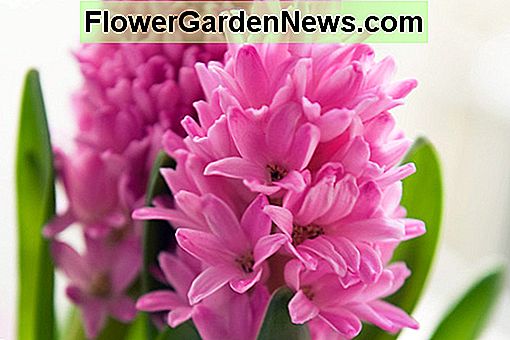 Hyacinthus orientalis 'Pink Pearl' (holland Jácint)