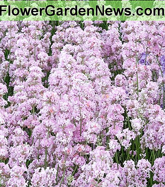 Lavandula angustifolia 'Rosea' (Lavender)