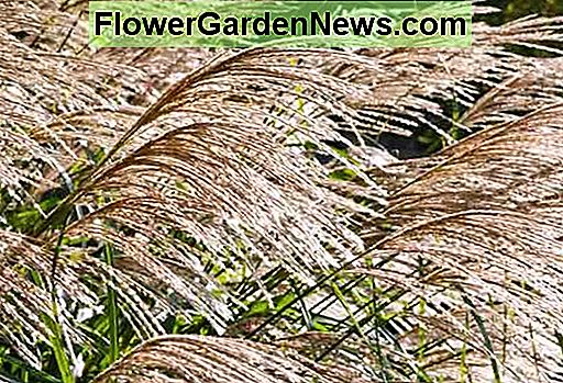 Miscanthus sinensis 'Silberfeder' (Maiden Grass)