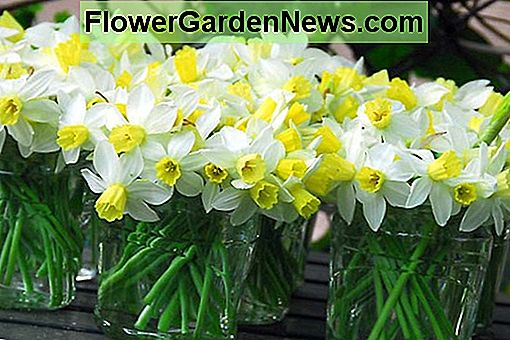 Narcissus 'Jack Snipe' (Cyclamineus Daffodil)