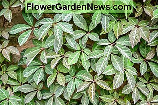 Parthenocissus henryana (kínai Virginia kúszónövény)