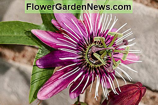 Passiflora x violacea 'Victoria' (Passion Flower)