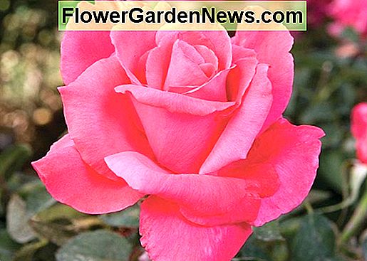 Rosa 'Electron' (rosa ibrida di tè)