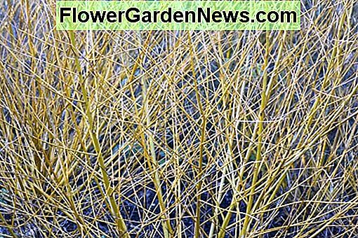 Salix alba var. vitellina 'Golden Ness' (Golden Willow)