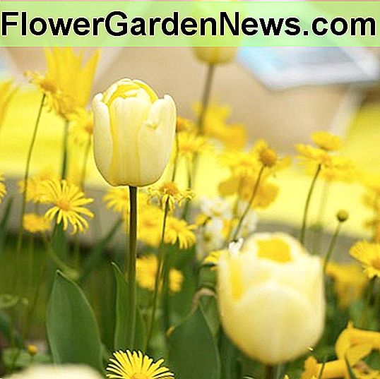 Tulipa 'Ivory Floradale' (Darwin Hybrid Tulip)