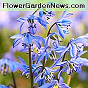 Scilla Siberica, sibirska liga, proljetna ljepotica, dizajn lukovice, proljetne lukovice, rano proljetno cvijeće, cvijeće srednjeg proljeća, plavi cvjetovi u proljeće