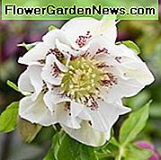 Helleborus × Hibridusz 'Double Ellen White Spotted', Hellebore 'Double Ellen White Spotted', Lenten Rose 'Double Ellen White Spotted', White Hellebore, Double Hellebore