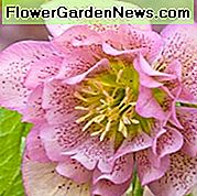 Helleborus × Hibridus 'Phoebe', Hellebore 'Phoebe', Lenten Rose 'Phoebe', Pink Hellebore, Double Hellebore