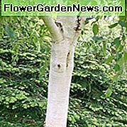 Betula utilis var. jacquemontii 'Grayswood Ghost', himalájai nyír 'Grayswood Ghost', Betula utilis var. jacquemontii 'Grayswood', őszi színű, őszi színű, vonzó kéregfa, kínai fehér nyír,