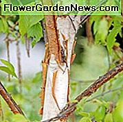 Betula 'Fascination', nyír 'Fascination', Betula utilis 'Fascination', Betula albosinensis 'Fascination', őszi színű, őszi színű, vonzó kéregfa, kínai fehér nyír