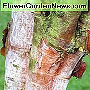 Betula albosinensis var. septentrionalis, kínai vörös nyírfa, őszi színű, őszi színű, vonzó kéregfa, kínai vörös nyírfa, vörös kéreg