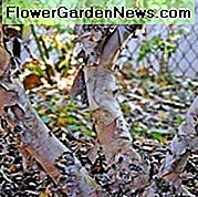 Betula nigra 'Kiskirály' Fox-völgy, Nyírfolyó 'Kiskirály', Nyírfolyó 'Fox-völgy', őszi színű, őszi színű, vonzó kéregfa