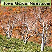 Betula ermanii, Erman nyír, arany nyír, orosz szikla nyír, őszi színű, őszi színű, vonzó kéregfa, fehér nyír,